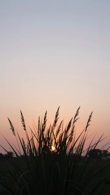 Tall grass silhouettes frame a pastel gradient sunset sky with empty copy space above