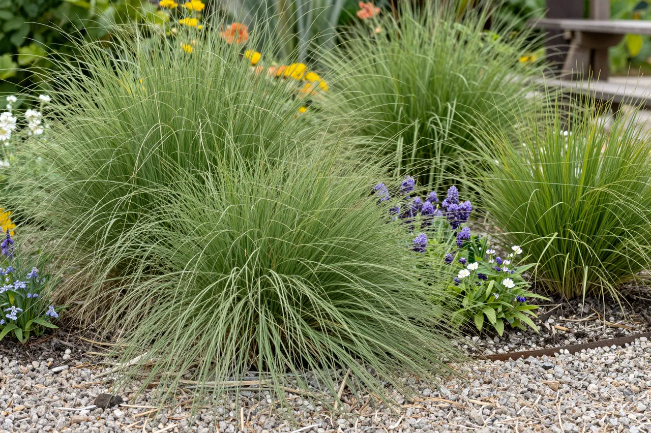 A tidy gravel garden planting with tufted ornamental grasses and mixed small flowering perennials