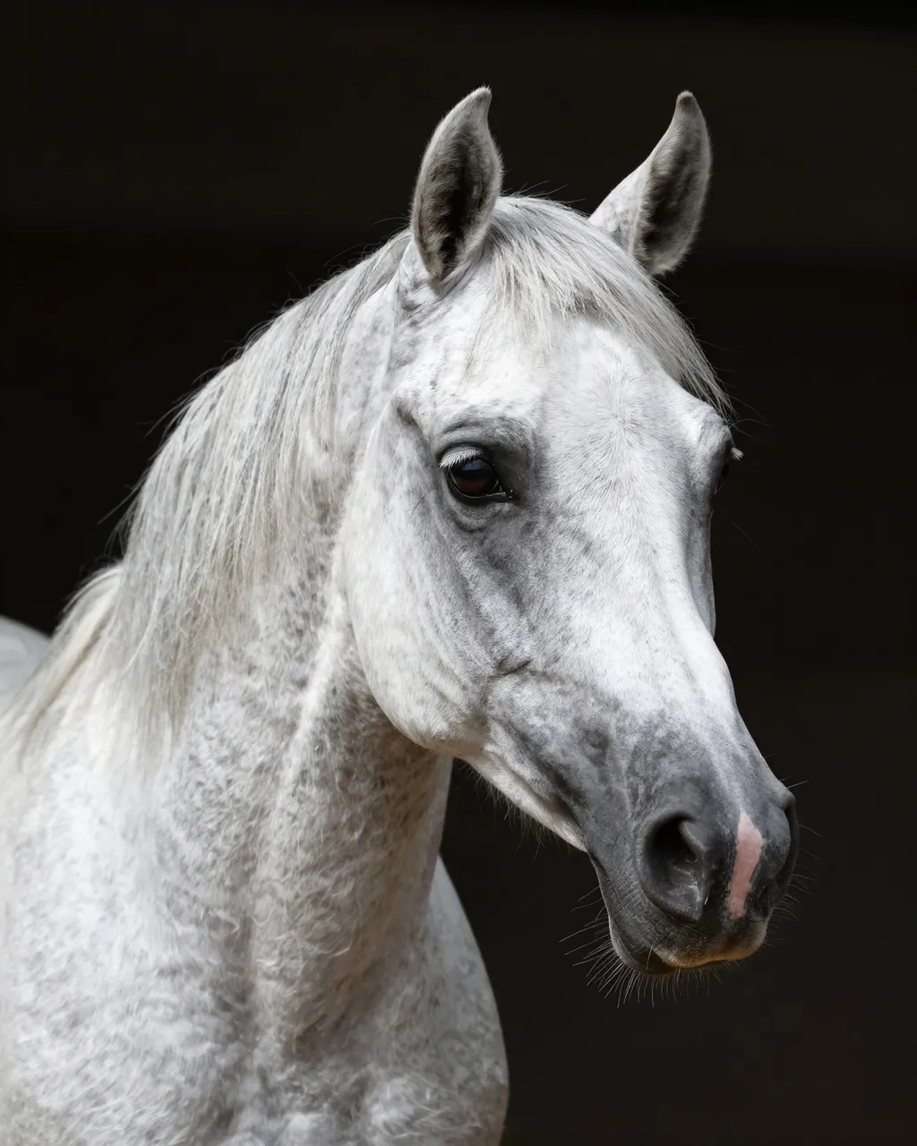 Close-up portrait of a gray Arabian horse against a dark solid background