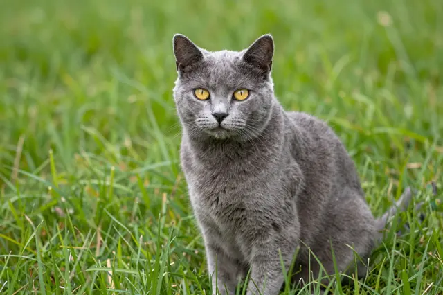 A gray cat with bright yellow eyes sits upright facing the camera in tall green grass