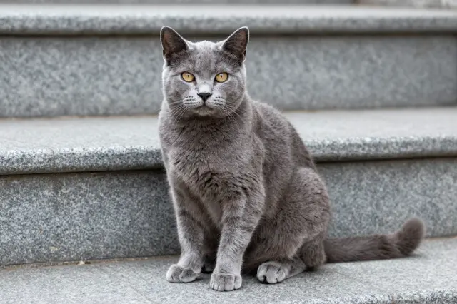 A gray shorthair cat with golden eyes sits upright on a gray granite stair step looking at the camera