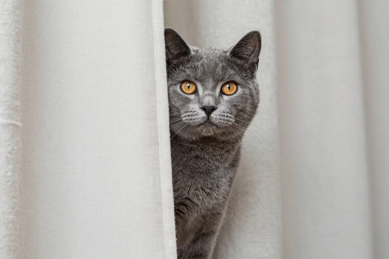 A gray domestic cat with golden eyes peeks out from between off-white linen curtains, facing the viewer directly.