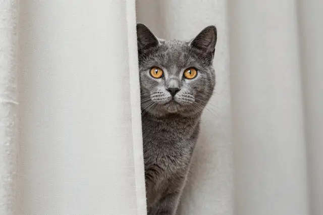 A gray domestic cat with golden eyes peeks out from between off-white linen curtains, facing the viewer directly.