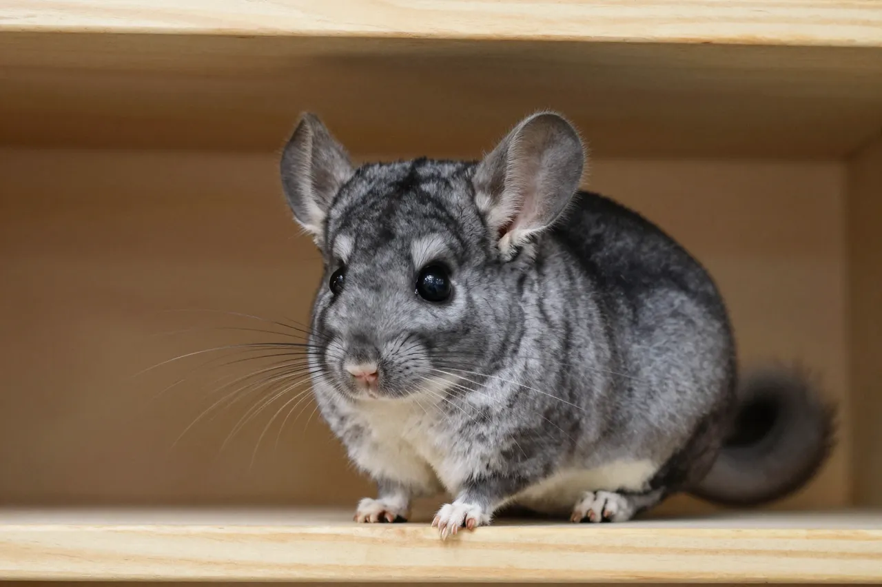A fluffy gray chinchilla with large ears sits perched on a light wooden shelf.
