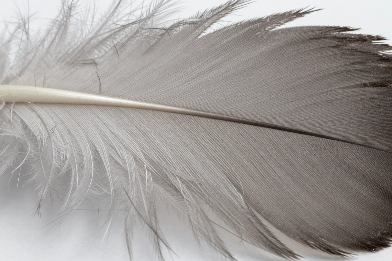Close-up macro view of the fine delicate barbs of a soft gray feather against a light plain background
