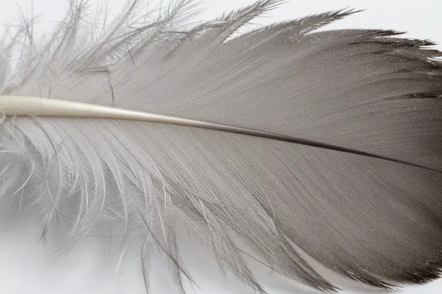 Close-up macro view of the fine delicate barbs of a soft gray feather against a light plain background