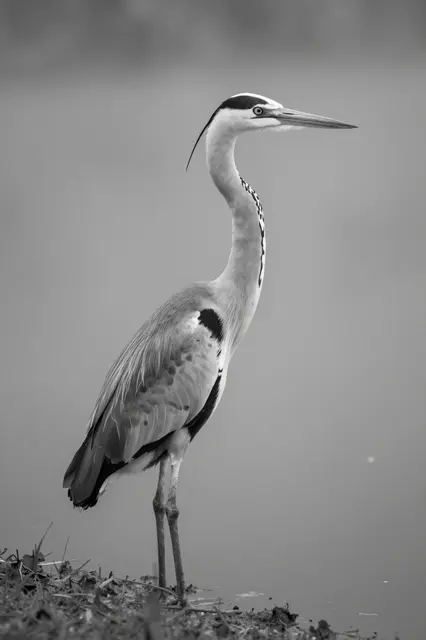 A black and white photograph of a gray heron standing still at the edge of a misty foggy pond