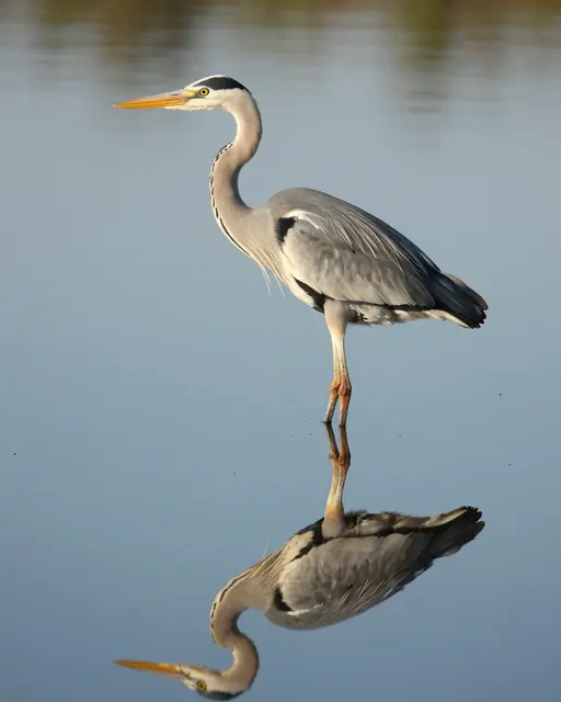 A gray heron stands in calm shallow water, its clear mirror reflection visible below it.