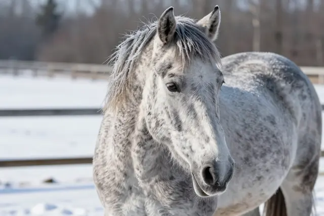 A dappled gray horse with frost on its mane stands in a sunlit snowy fenced paddock