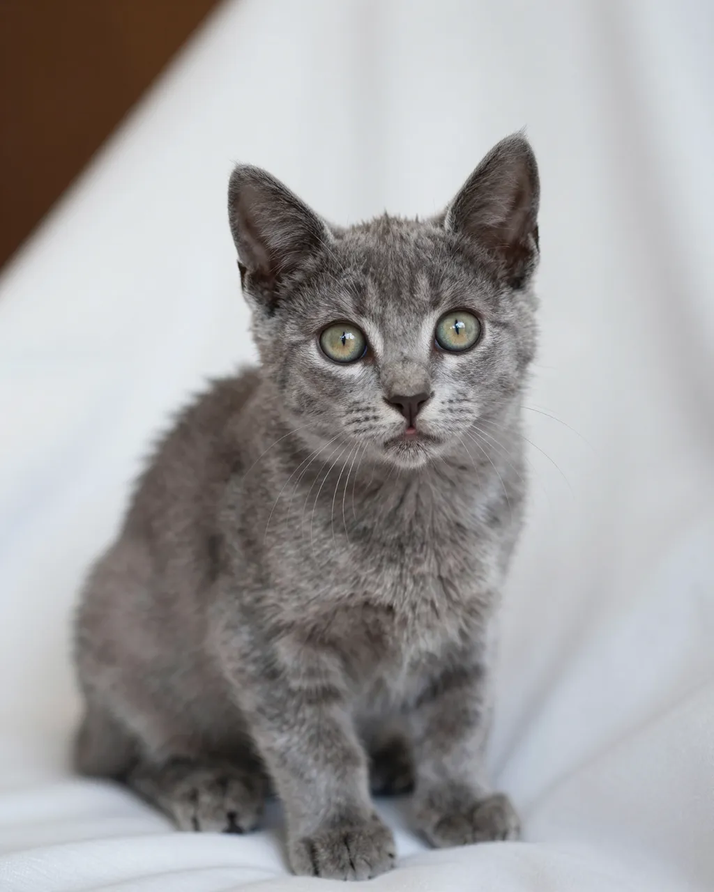 A soft gray kitten with large pale green eyes sits calmly on a draped white blanket.