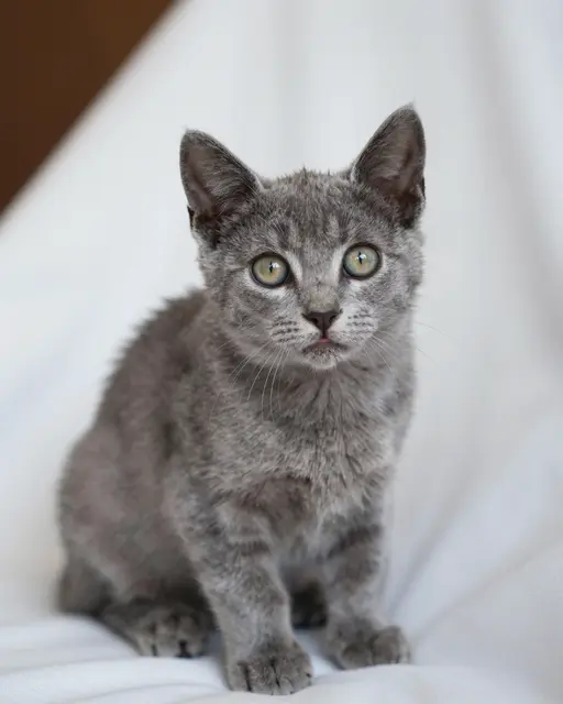 A soft gray kitten with large pale green eyes sits calmly on a draped white blanket.