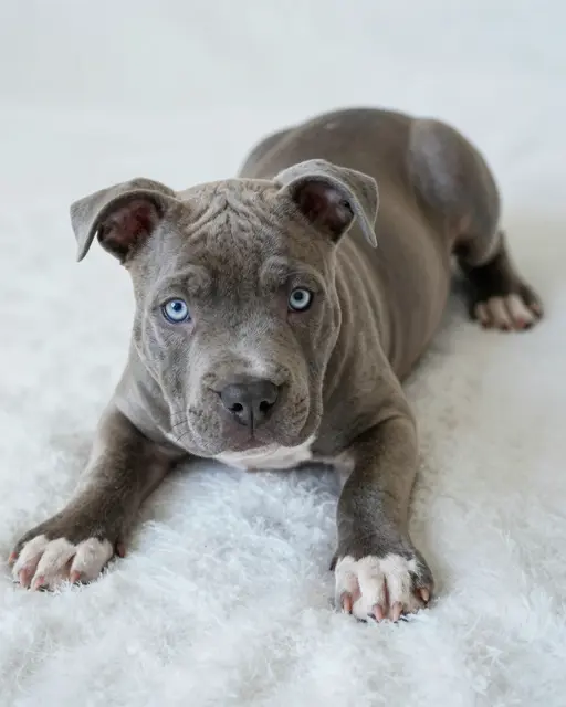 Blue-gray pit bull puppy with pale blue eyes lies on a soft white fluffy blanket looking at the camera.