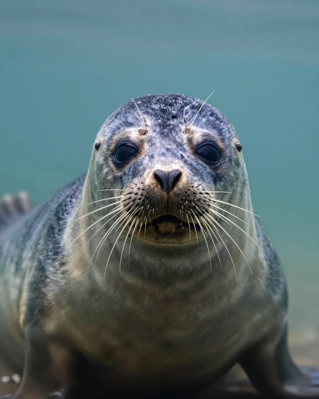 Close-up portrait of a gray seal with long whiskers looking directly at the camera underwater