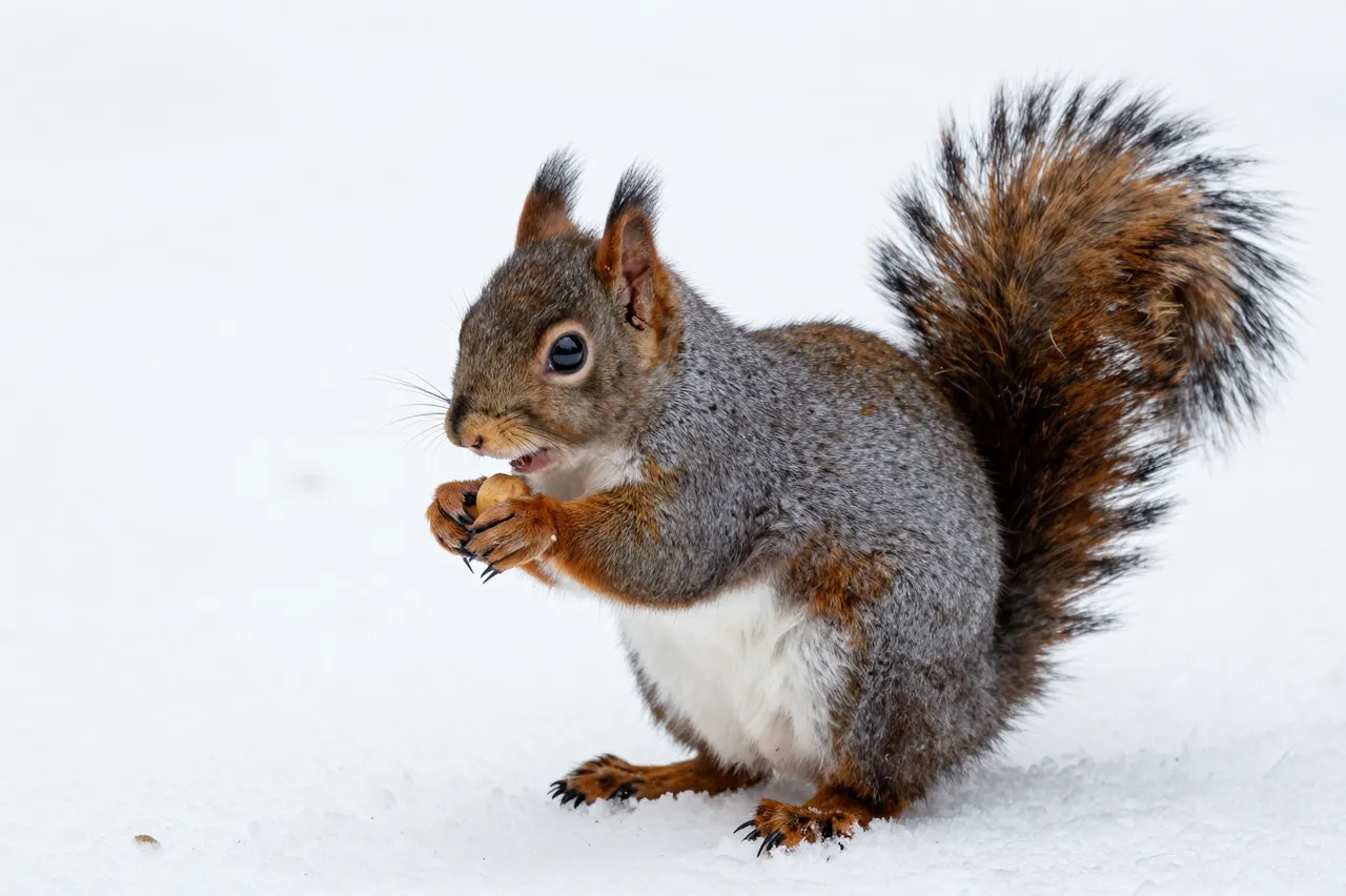 A gray squirrel stands on white snow holding a nut as if preparing to eat it.