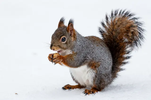 A gray squirrel stands on white snow holding a nut as if preparing to eat it.