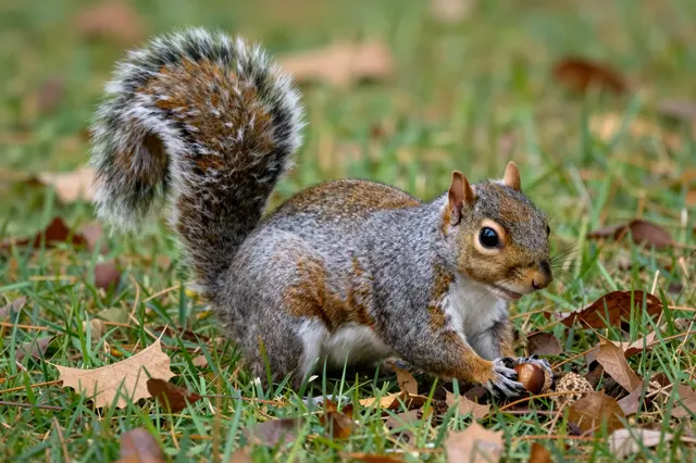 A gray squirrel with a curled fluffy tail holds an acorn while standing on grass scattered with fallen leaves.