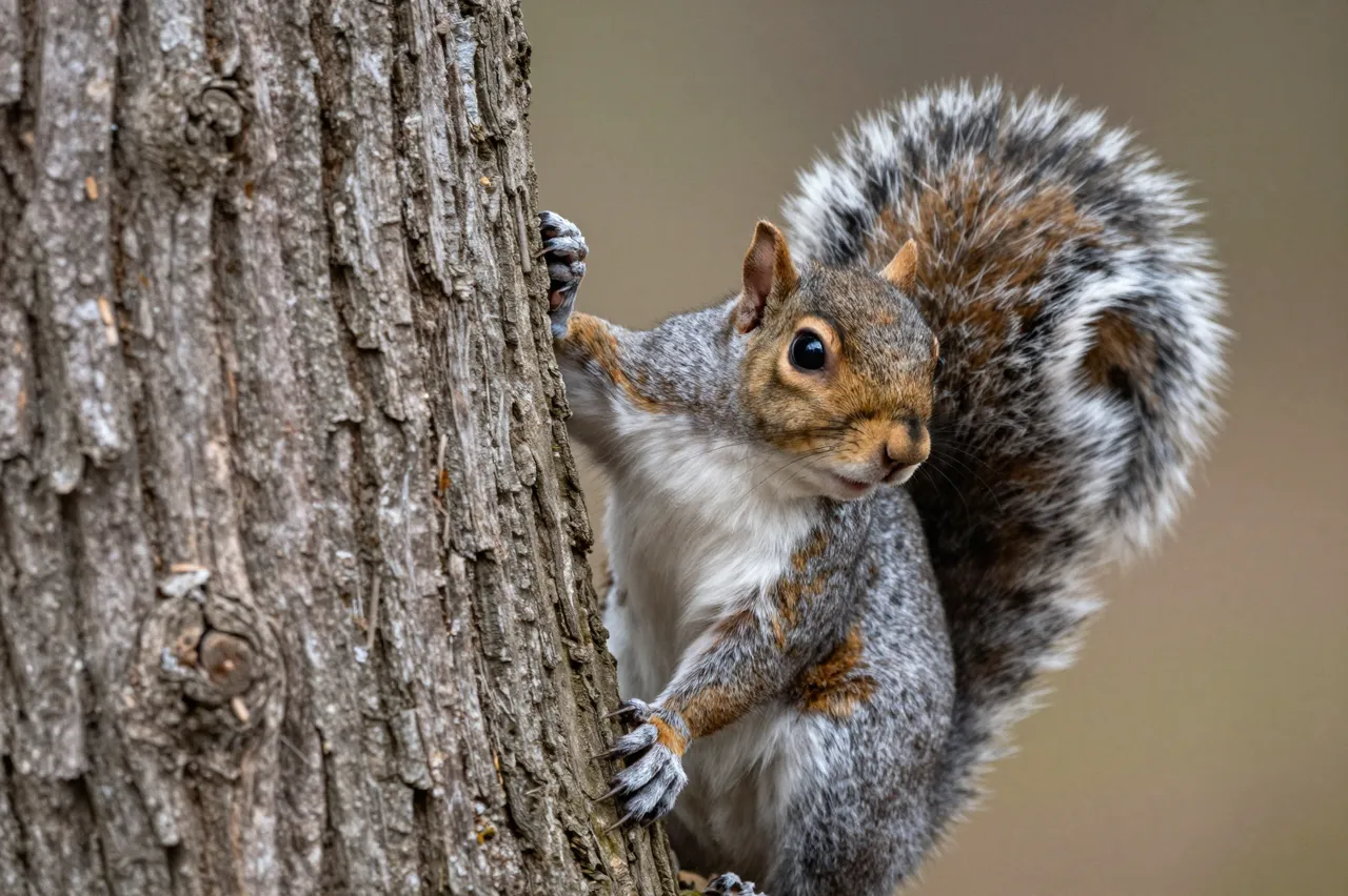 A gray squirrel with a fluffy bushy tail clings to a tree trunk, peeking out toward the viewer.