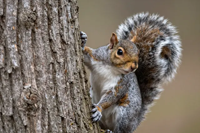 A gray squirrel with a fluffy bushy tail clings to a tree trunk, peeking out toward the viewer.
