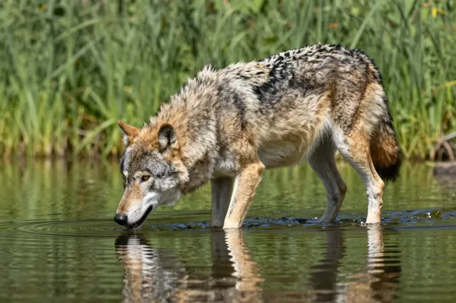 A gray wolf with a thick gray and tan coat stands in shallow calm lake water, lowering its head to drink with ripples