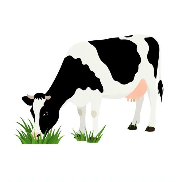 Flat clipart of a black and white dairy cow grazing on grass tufts against a plain white background