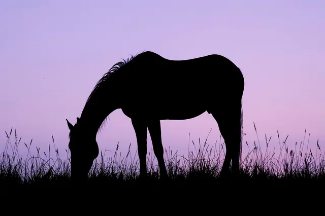 Black silhouette of a grazing horse against a soft gradient lilac and pink dusk sky above grassy meadow.