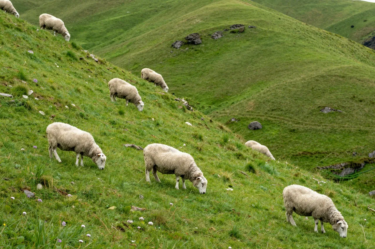 Flock of woolly sheep graze peacefully on lush green rolling grassy hillsides