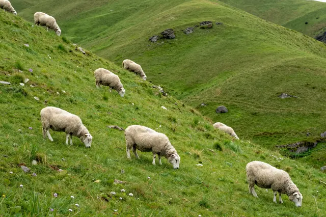 Flock of woolly sheep graze peacefully on lush green rolling grassy hillsides