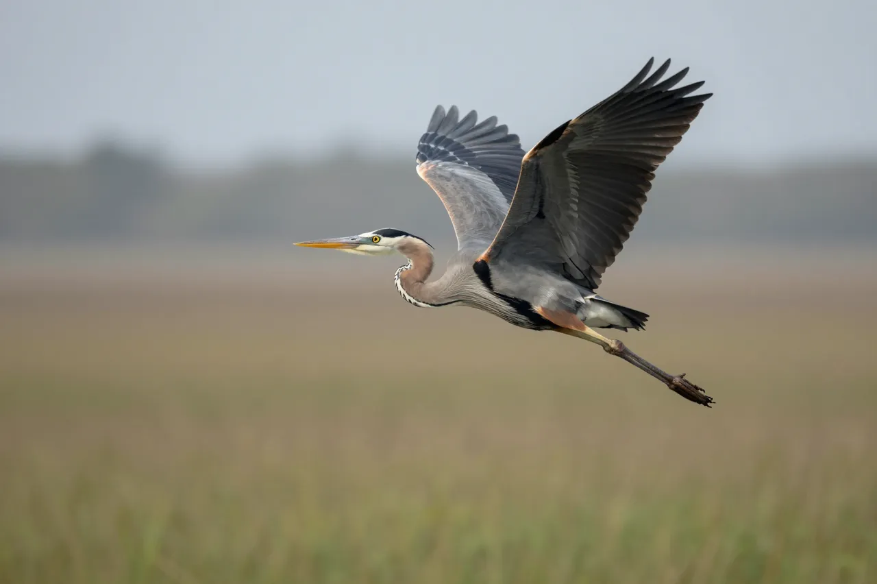 A great blue heron flies with spread wings above a blurred grassy wetland marsh under hazy overcast skies