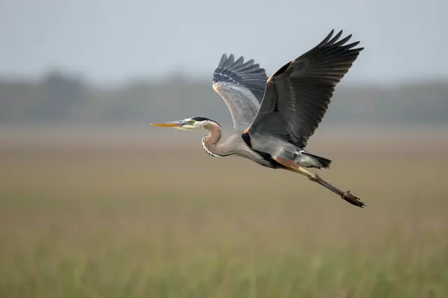 A great blue heron flies with spread wings above a blurred grassy wetland marsh under hazy overcast skies