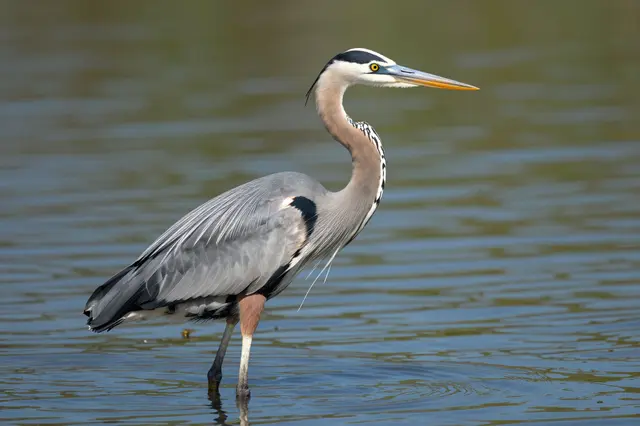 A great blue heron stands upright in calm shallow rippled water, facing toward the right.