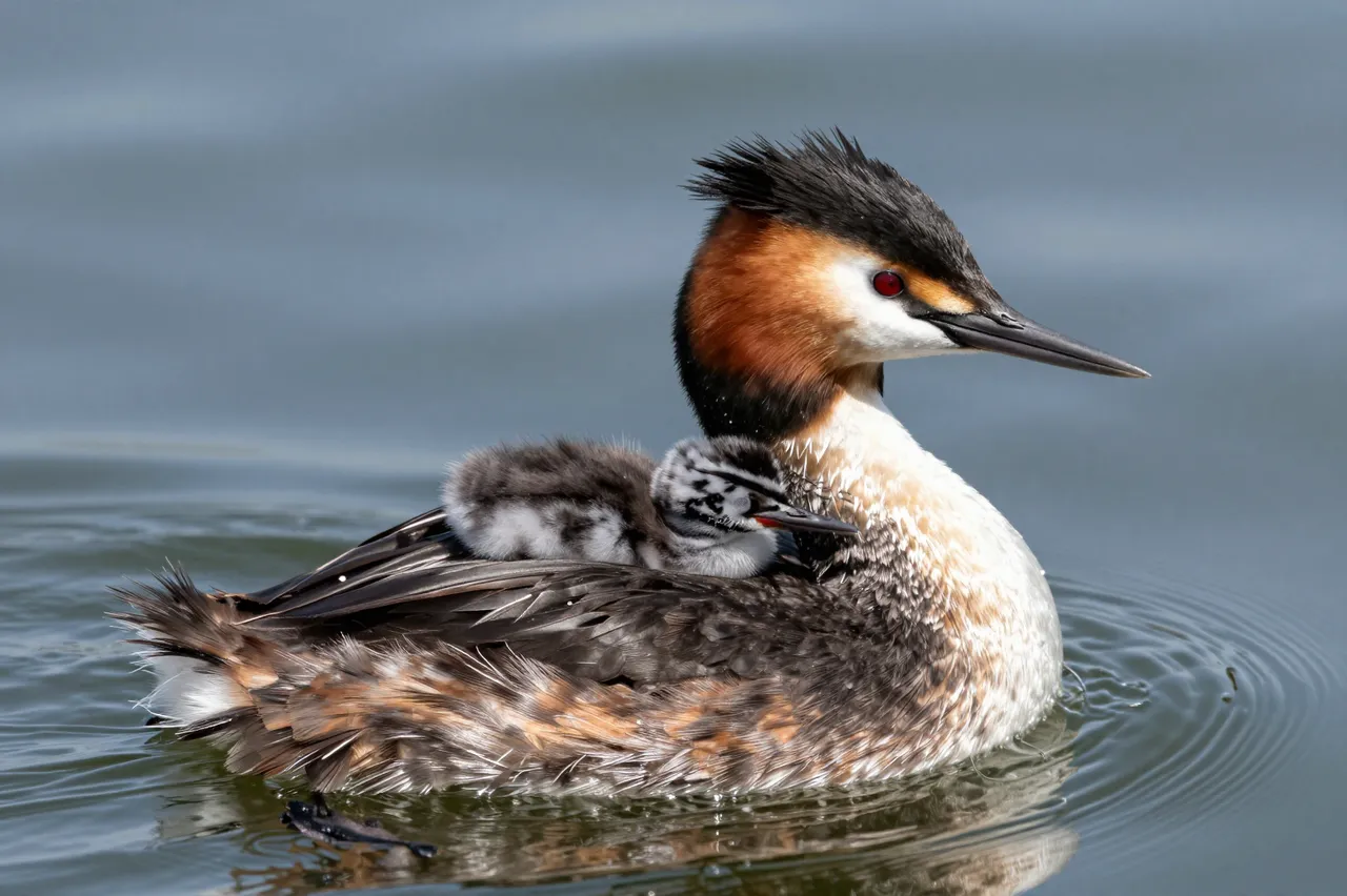 An adult great crested grebe swims on calm water while carrying a fuzzy chick on its back