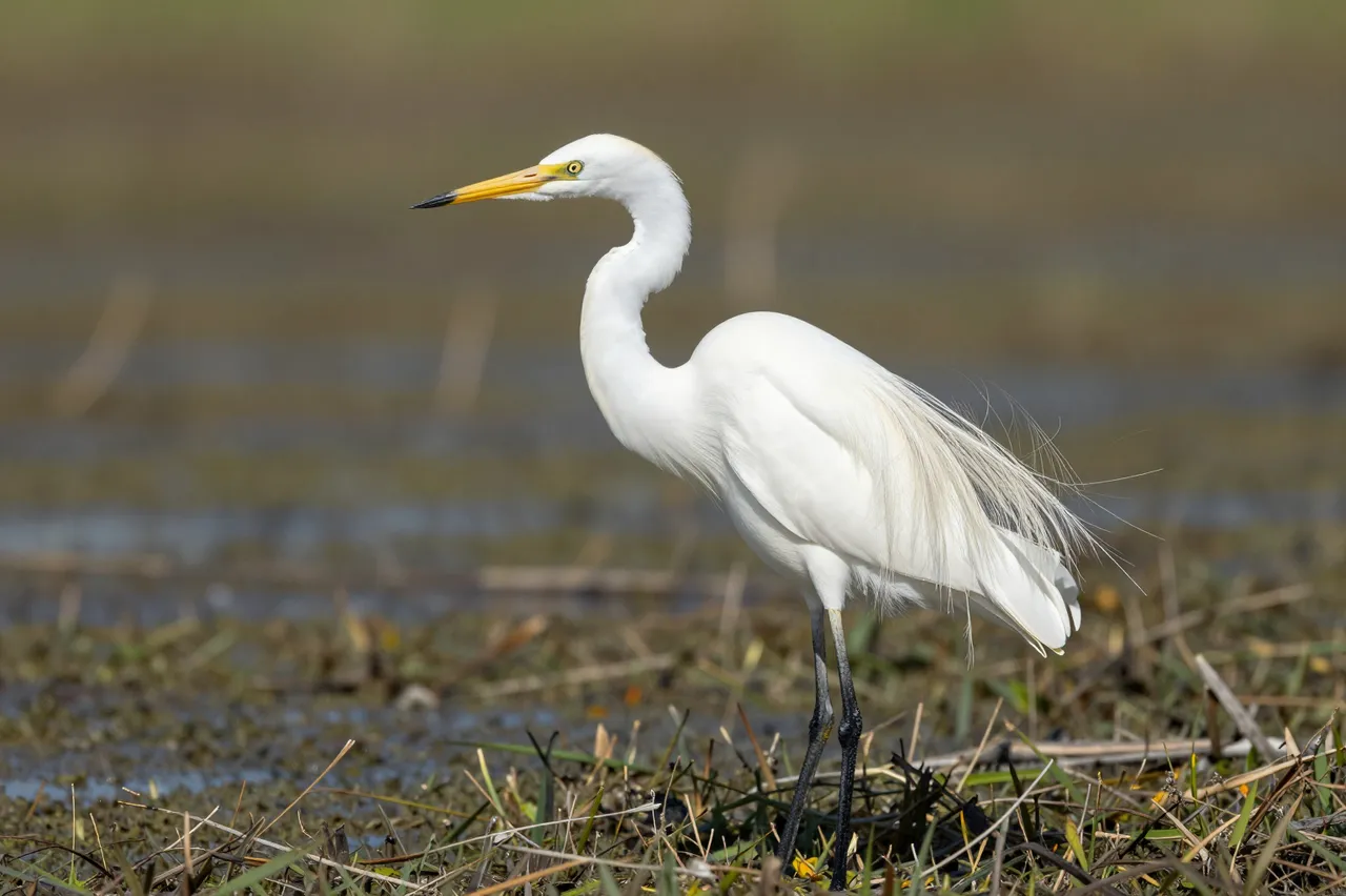 A great egret with fine breeding plumes stands still in shallow marsh wetland