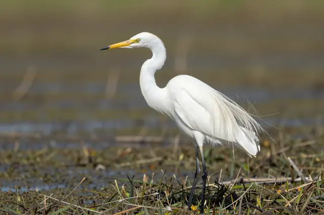 A great egret with fine breeding plumes stands still in shallow marsh wetland