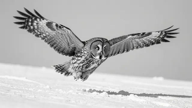Black and white close-up of a great gray owl gliding low over snow with fully outstretched wings