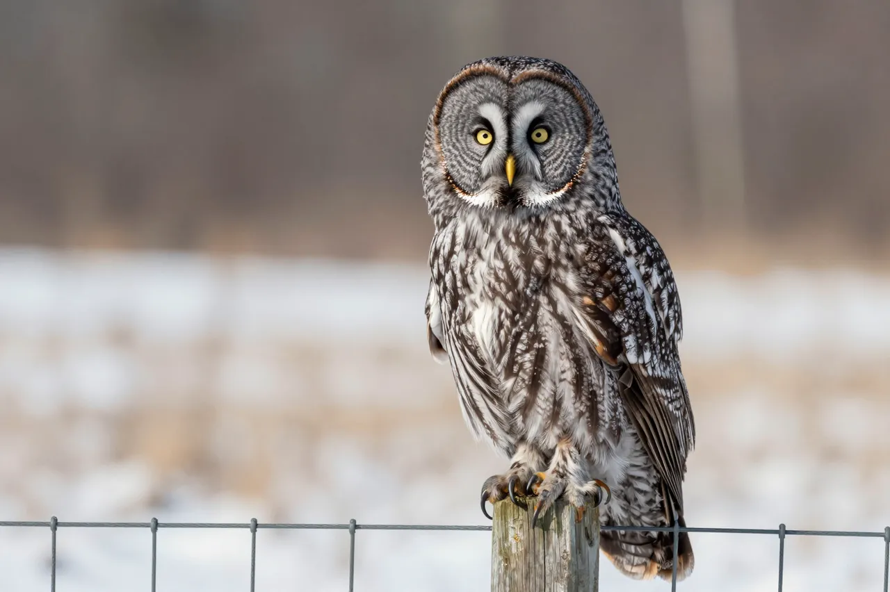 A great gray owl with bright yellow eyes perched on a wooden fence post in a snowy winter meadow