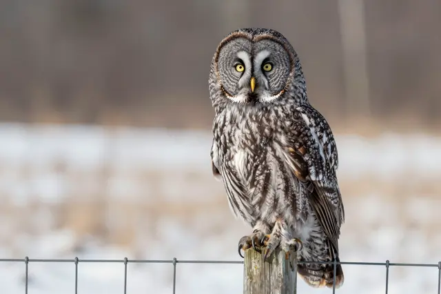 A great gray owl with bright yellow eyes perched on a wooden fence post in a snowy winter meadow