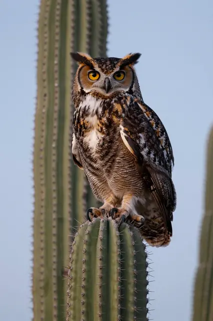 A great horned owl perches upright on the top of a saguaro cactus against a pale dusk desert sky.