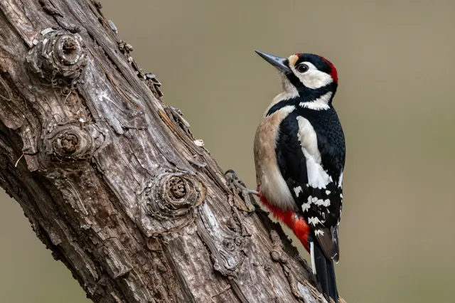 A great spotted woodpecker perches on a gnarled old oak trunk against a soft blurred background