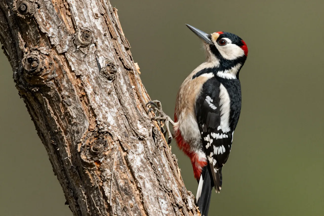 A patterned woodpecker perched upright on a rough weathered tree trunk against a soft muted background