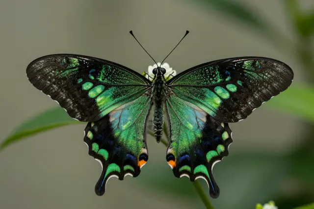 A iridescent green and black winged butterfly rests open-winged on a small white flower against blurred foliage.