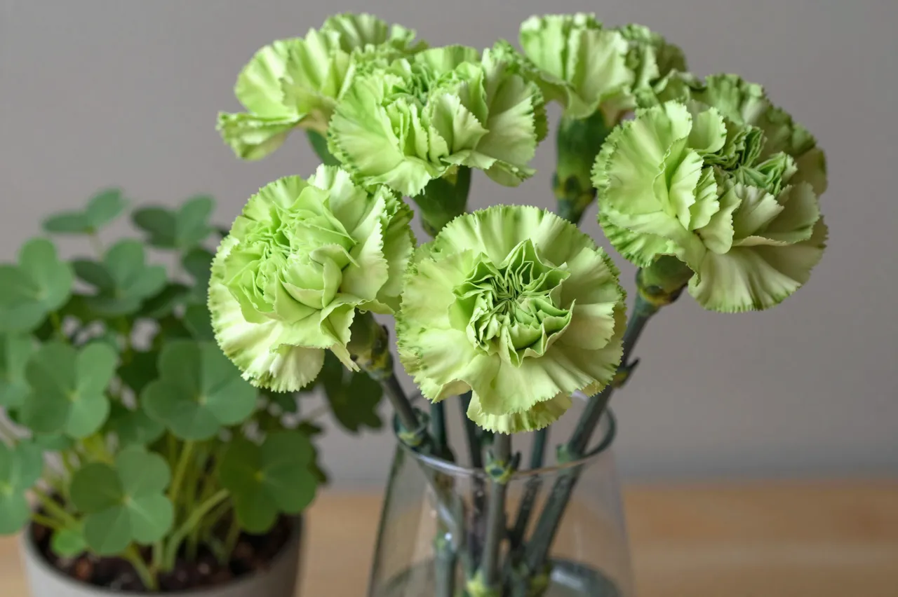 Dyed green carnations in a glass vase sit beside a potted shamrock plant on a wooden table