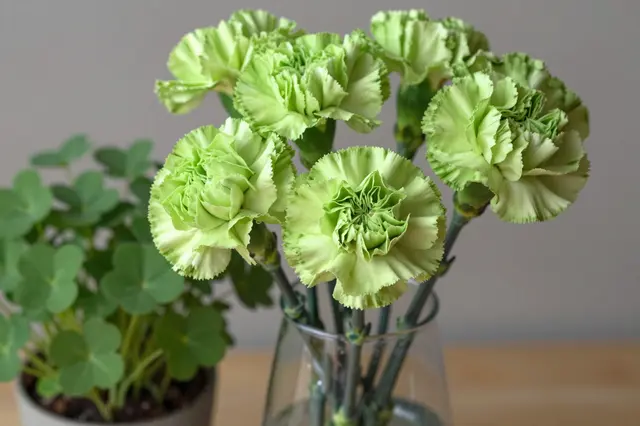 Dyed green carnations in a glass vase sit beside a potted shamrock plant on a wooden table
