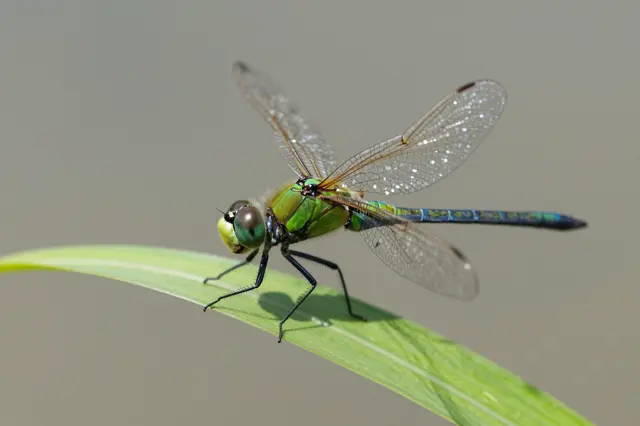 A green darner dragonfly perches on a slender green leaf against a soft out-of-focus background.