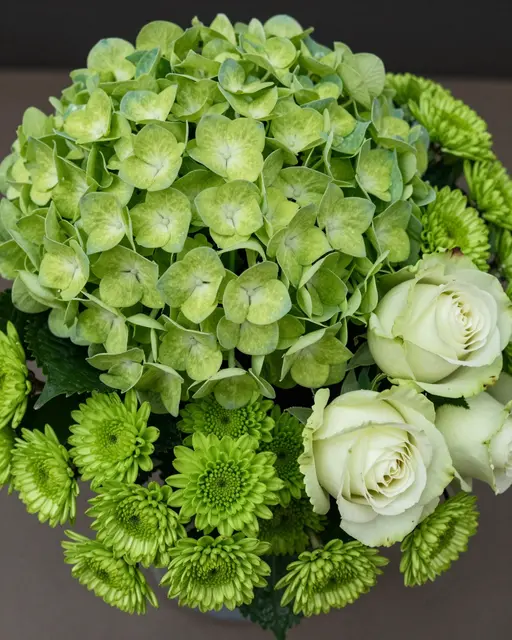 Close-up view of a rounded bouquet of lime hydrangeas, green chrysanthemums and pale green roses against a neutral background