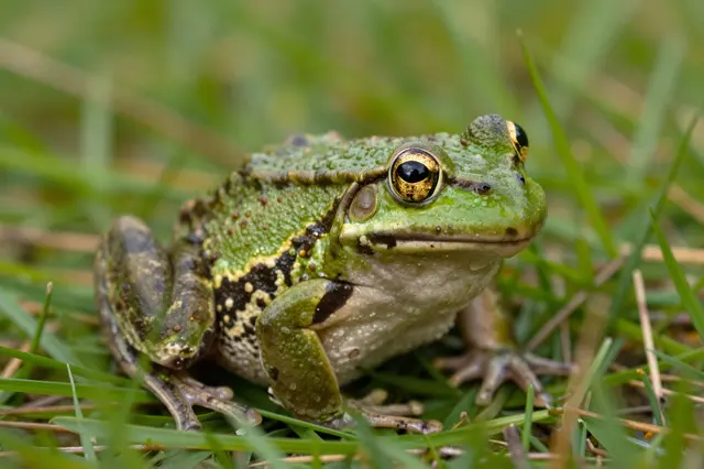 A close-up of a green frog with golden eyes sitting on damp grass in natural light