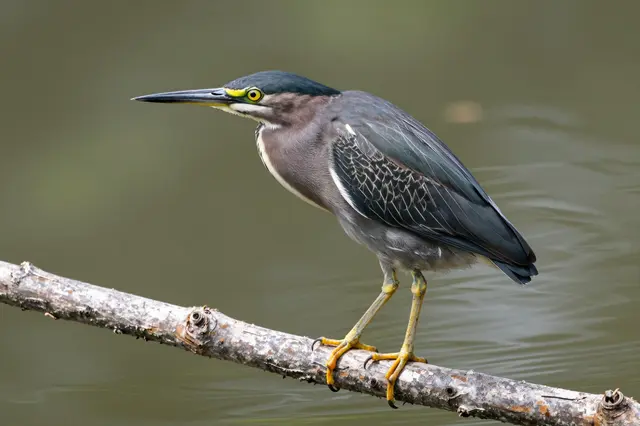 A green heron stands still perched on a weathered branch above calm pond water