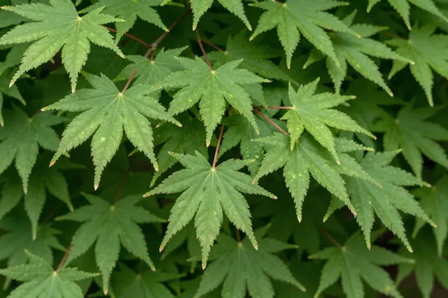 Close-up of lacy bright green Japanese maple leaves arranged on thin reddish branches against dark foliage