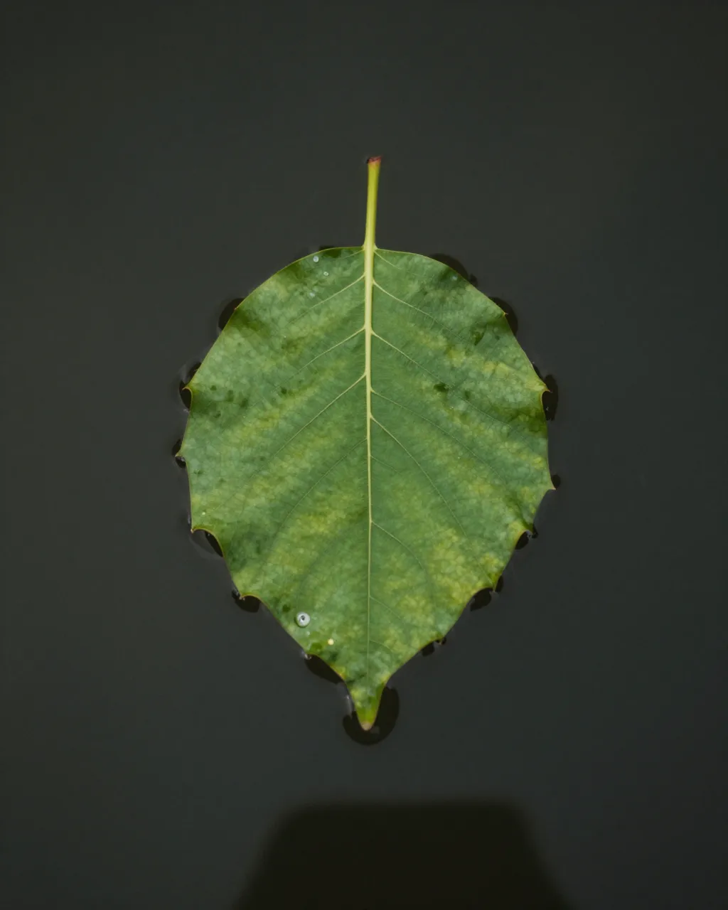 A single green serrated leaf floats centered on smooth dark still water with small water droplets