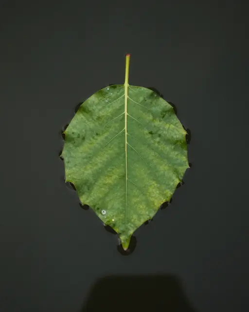 A single green serrated leaf floats centered on smooth dark still water with small water droplets