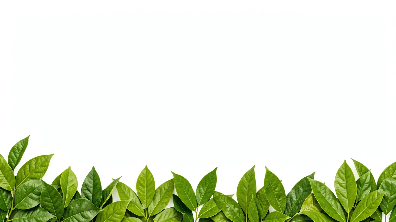 Fresh green leaves arranged along the bottom edge of a blank white background